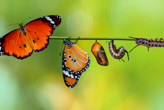 Butterflies represent transformation 